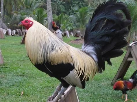 gamefowl bloodlines in the philippines|Regular Grey Gamefowl Bloodline Characteristics and Fighting .